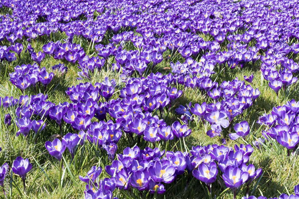 Obraz premium Crocuses.