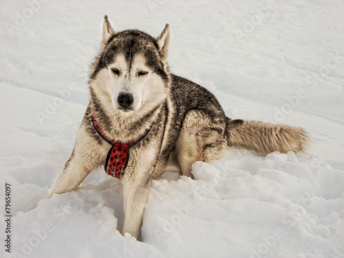 Siberian Husky