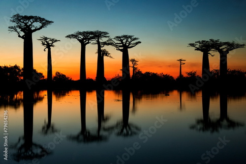 Baobabs at sunrise. Alley of baobabs. Madagascar. photo
