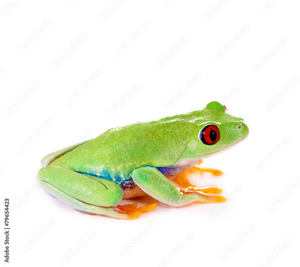 Fototapeta premium Agalychnis callidryas – Rotaugenlaubfrosch