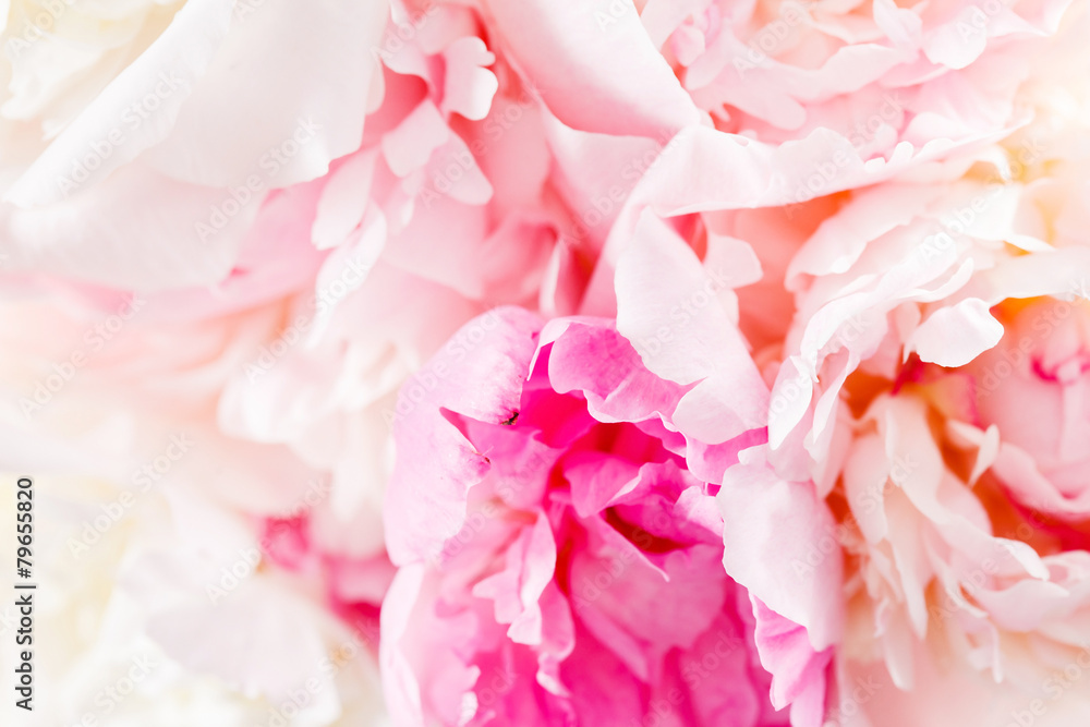 peony on the white peony on the white