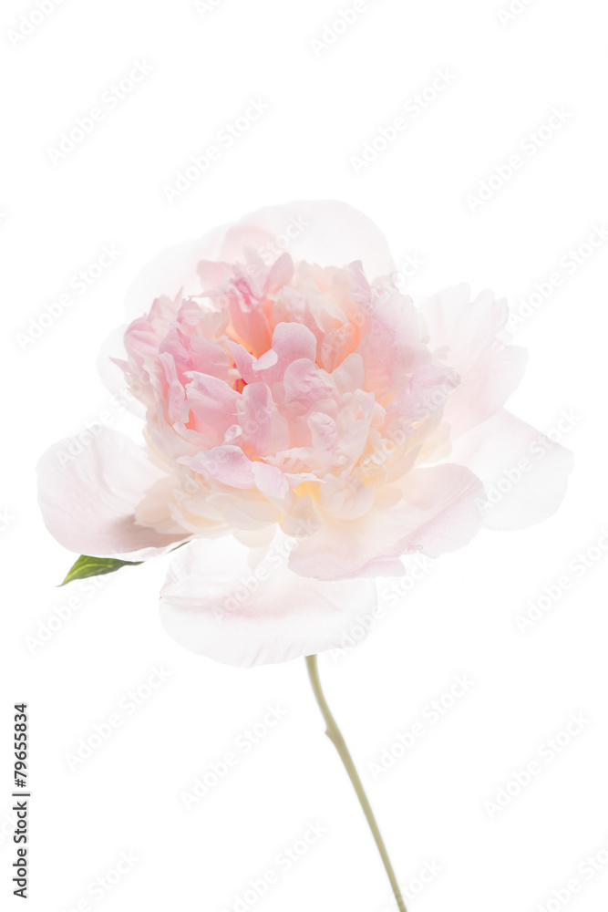 peony on the white peony on the white