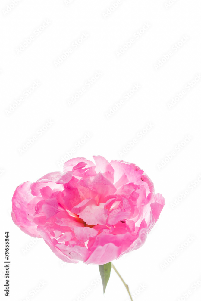 peony on the white peony on the white