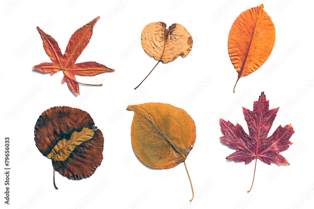 Obraz premium autumn collection