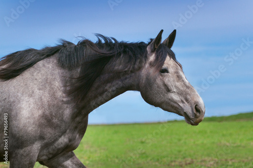 Grey horse portrait © callipso88