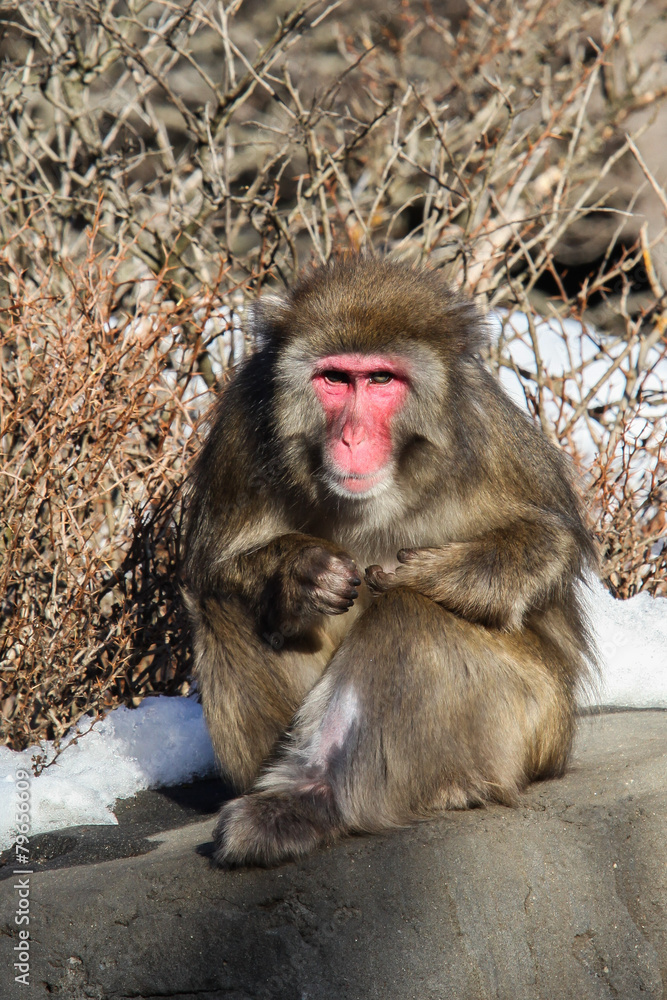 Naklejka premium Snow monkey