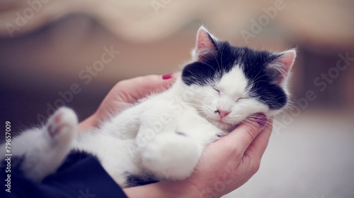 Kitten in caring hands.