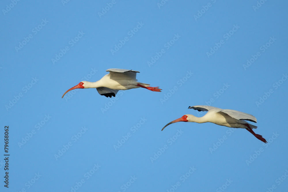 Obraz premium White Ibises in flight