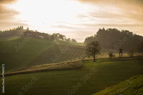 Getreidefeld in der Abendsonne