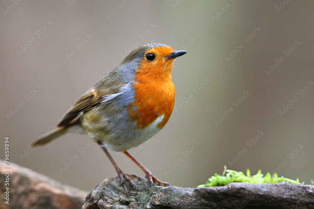 Naklejka premium Robin bird on branch