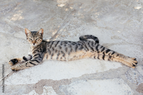 Grey tabby cat sleeping and stretching at the street photo