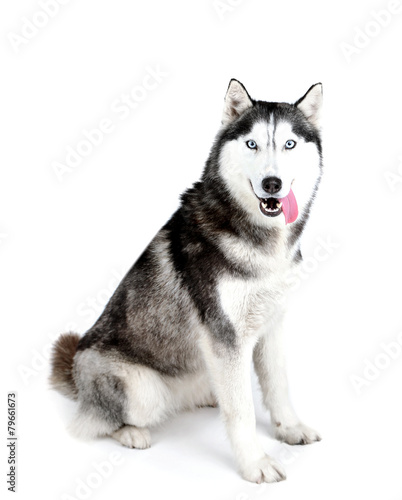 Beautiful cute husky  isolated on white