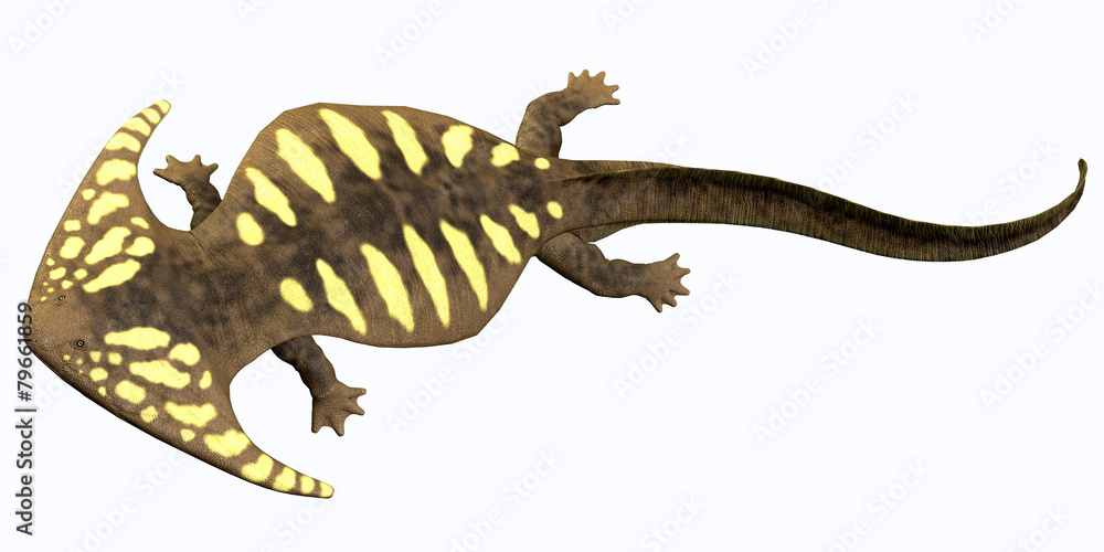 Fototapeta premium Diplocaulus Permian Amphibian