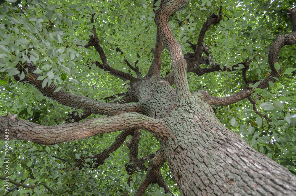 Obraz premium Big tree