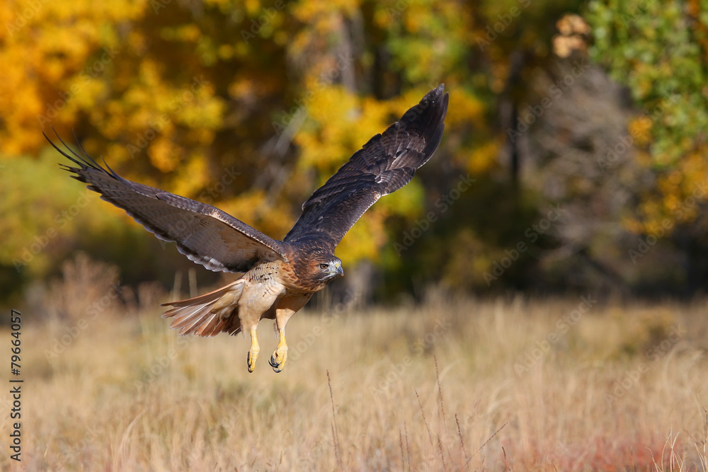 Obraz premium Red-tailed hawk in flight