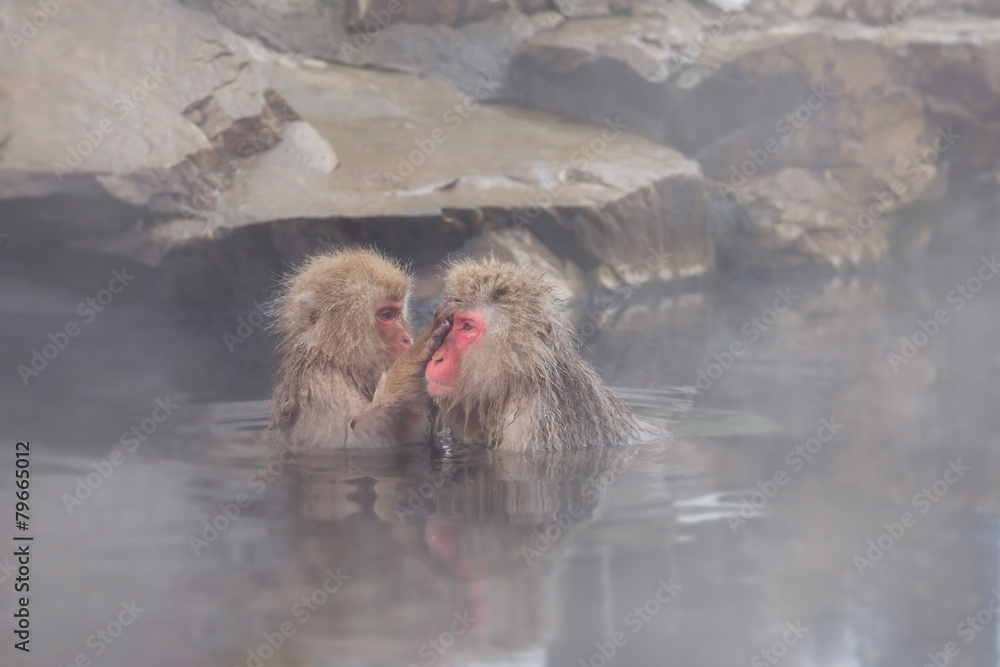 Naklejka premium 天然温泉に入るニホンザル Japanese monkey which I operate on in a hot spring
