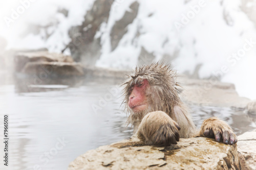 露天風呂を独占して満足のニホンザル　Japanese monkey which relaxes in a hot spring photo