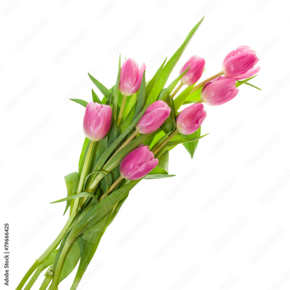 Bouquet of pink tulips isolated on white Bouquet of pink tulips isolated on white