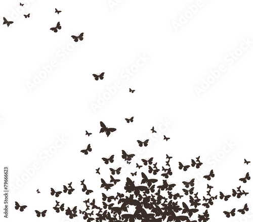 butterflies black design