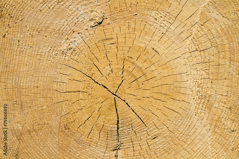 Fototapeta premium Jahresringe