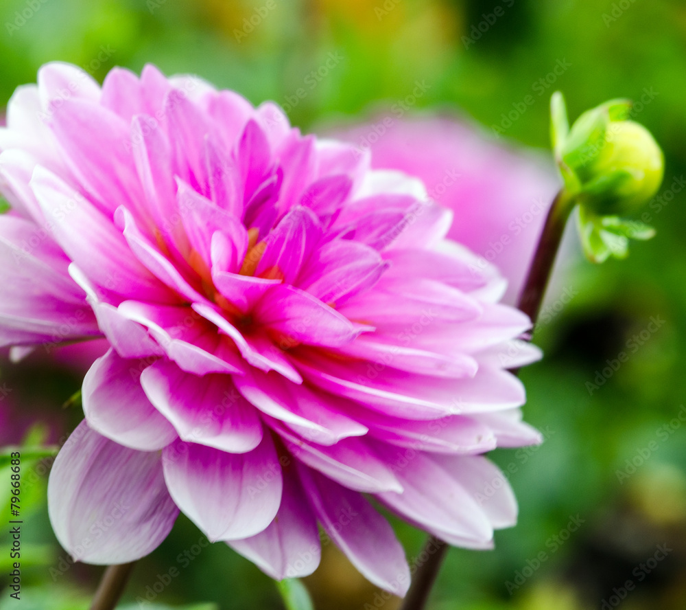 Fototapeta premium Closeup on pink dahlia flower :)