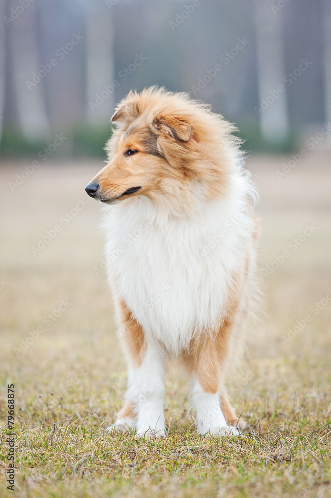 Rough collie dog