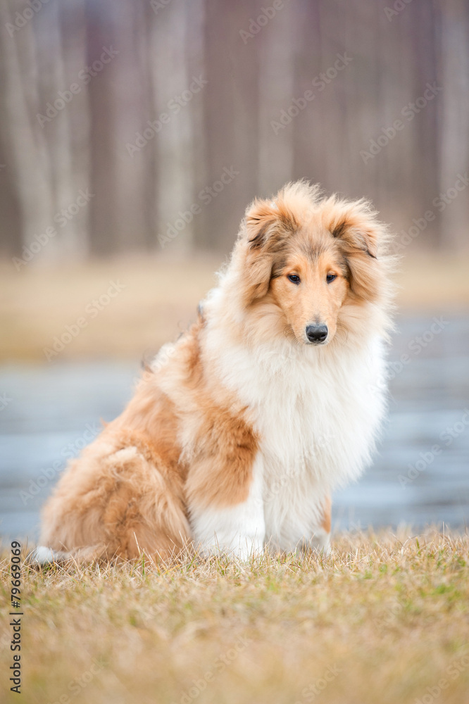 Rough collie dog sitting in the park Rough collie dog sitting in the park