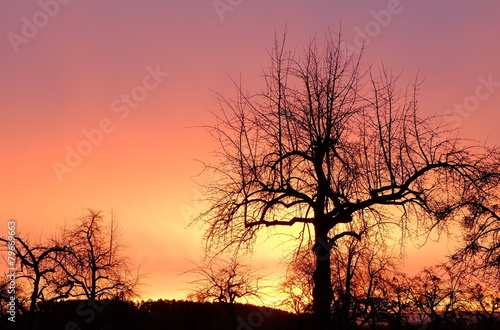 Sonnenaufgang vor Streuobstwiese