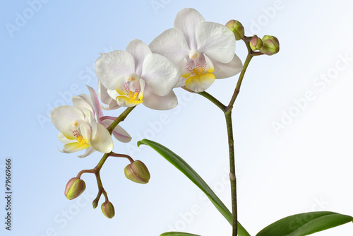 wei  e Orchidee