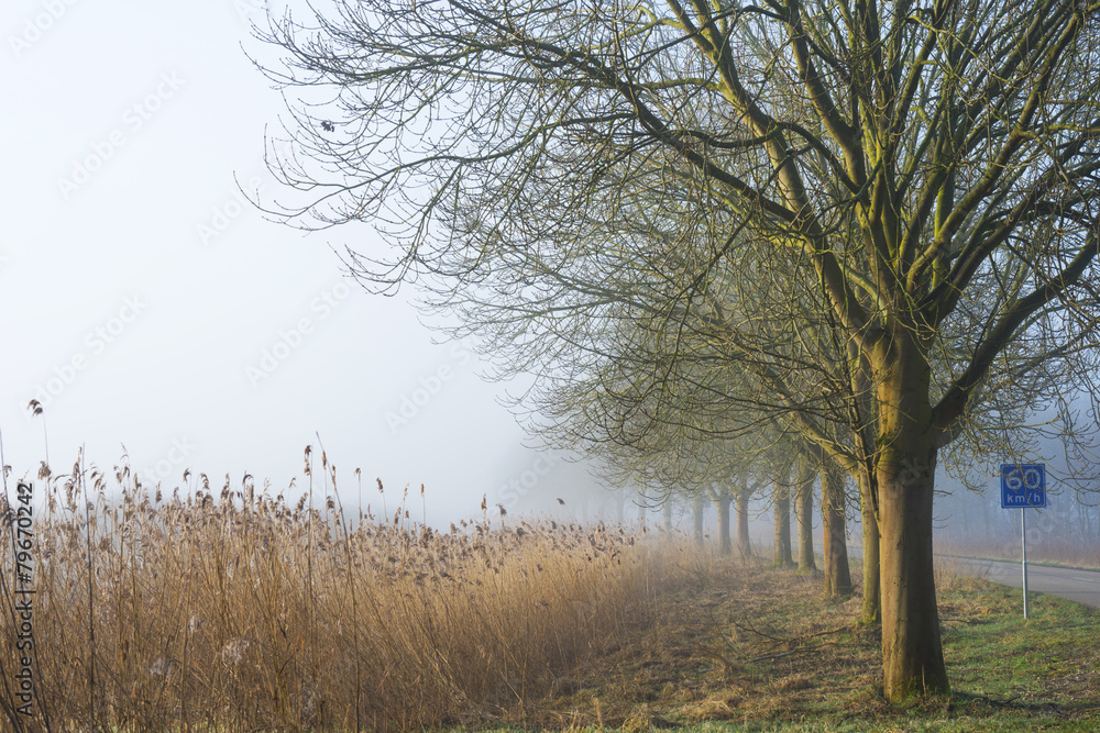 Fototapeta premium Bare trees under a foggy sky in winter