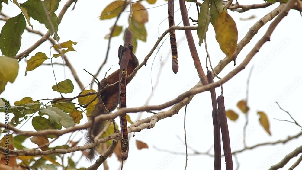 squirrel is taking and eating seed for food on the tree squirrel is taking and eating seed for food on the tree