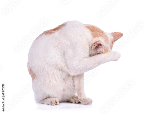 Thai cat isolated on white background