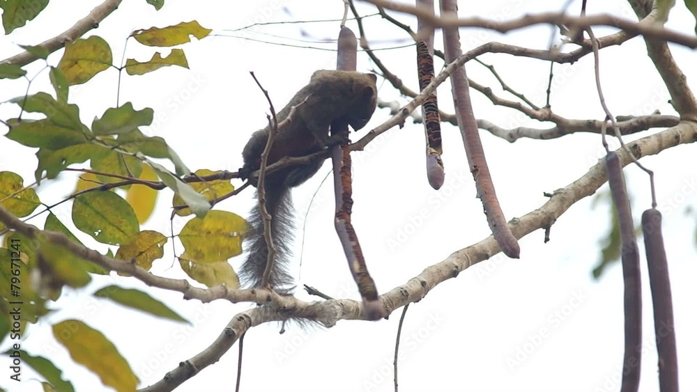 squirrel is taking and eating a seed of plant for food squirrel is taking and eating a seed of plant for food