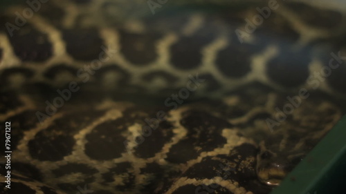 Anaconda Snake photo