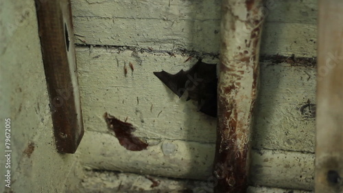Bat Hanging Upside Down photo