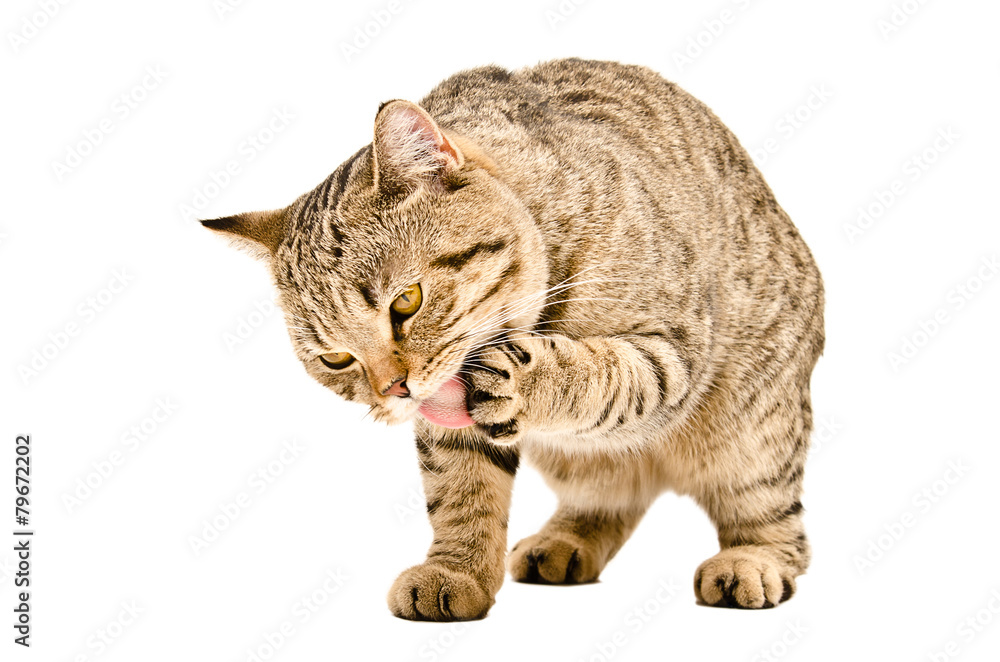 Cat Scottish Straight  licks his paw