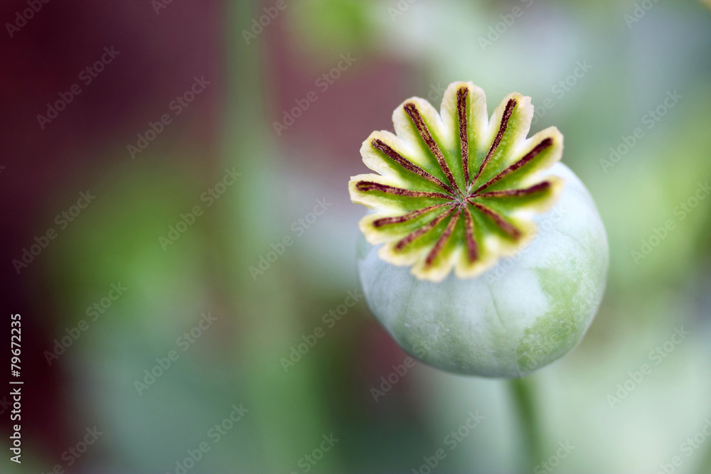 Obraz premium Mohn - verblüht - Samenkapsel