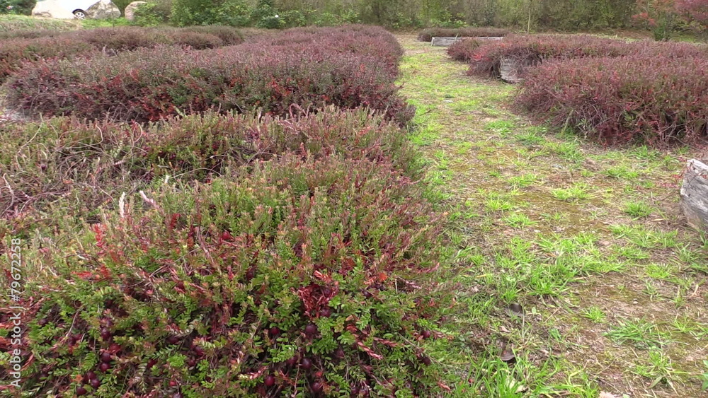 organic ripe cranberry plantation organic ripe cranberry plantation