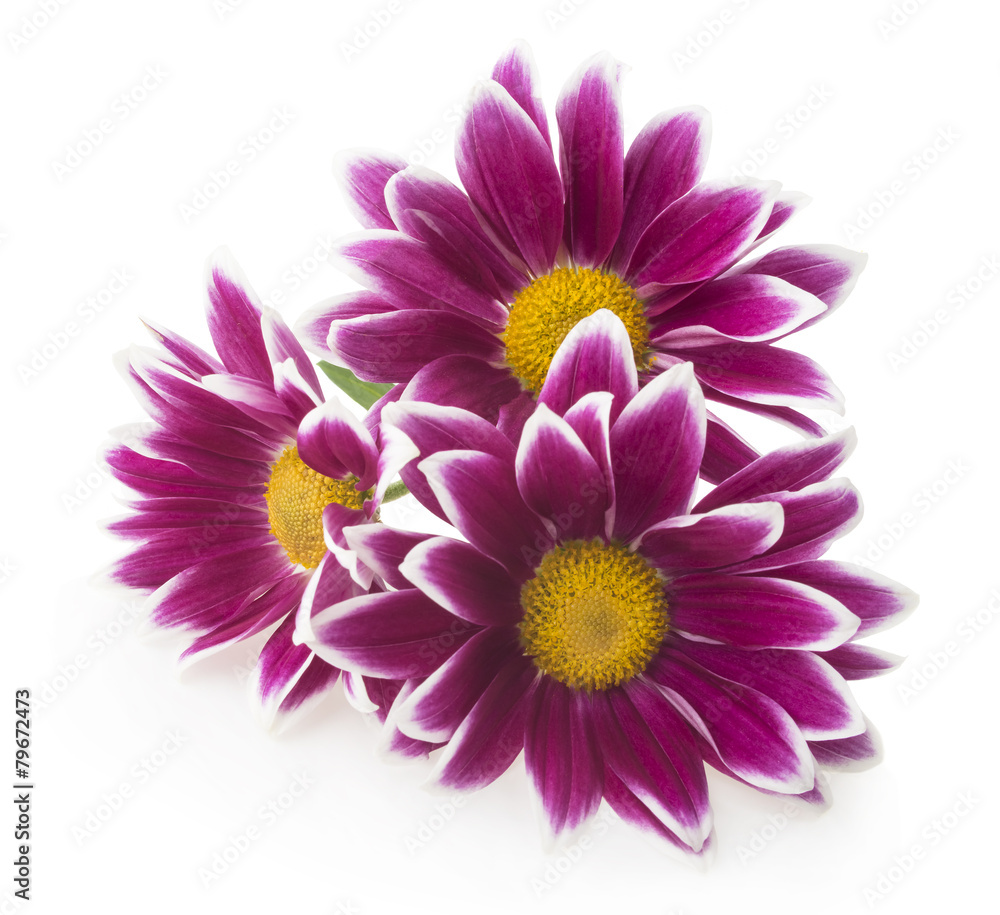 red chrysanthemum flowers isolated on white red chrysanthemum flowers isolated on white