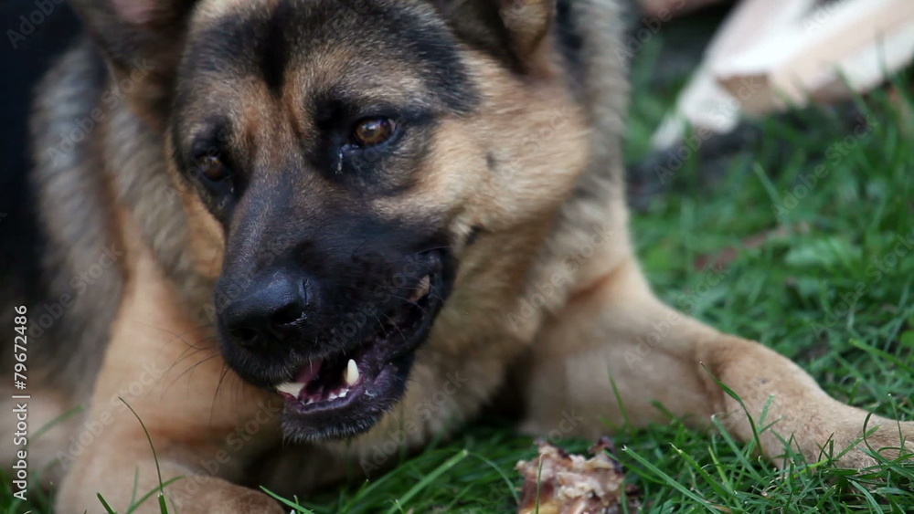 old dog german sheppard and bone old dog german sheppard and bone