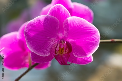 Beautiful pink orchid flowers