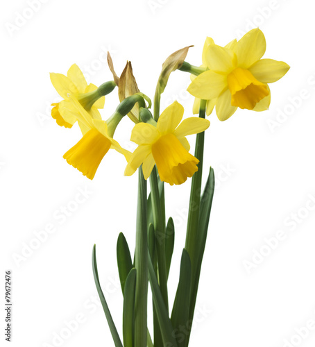 Spring floral border, beautiful fresh narcissus flowers