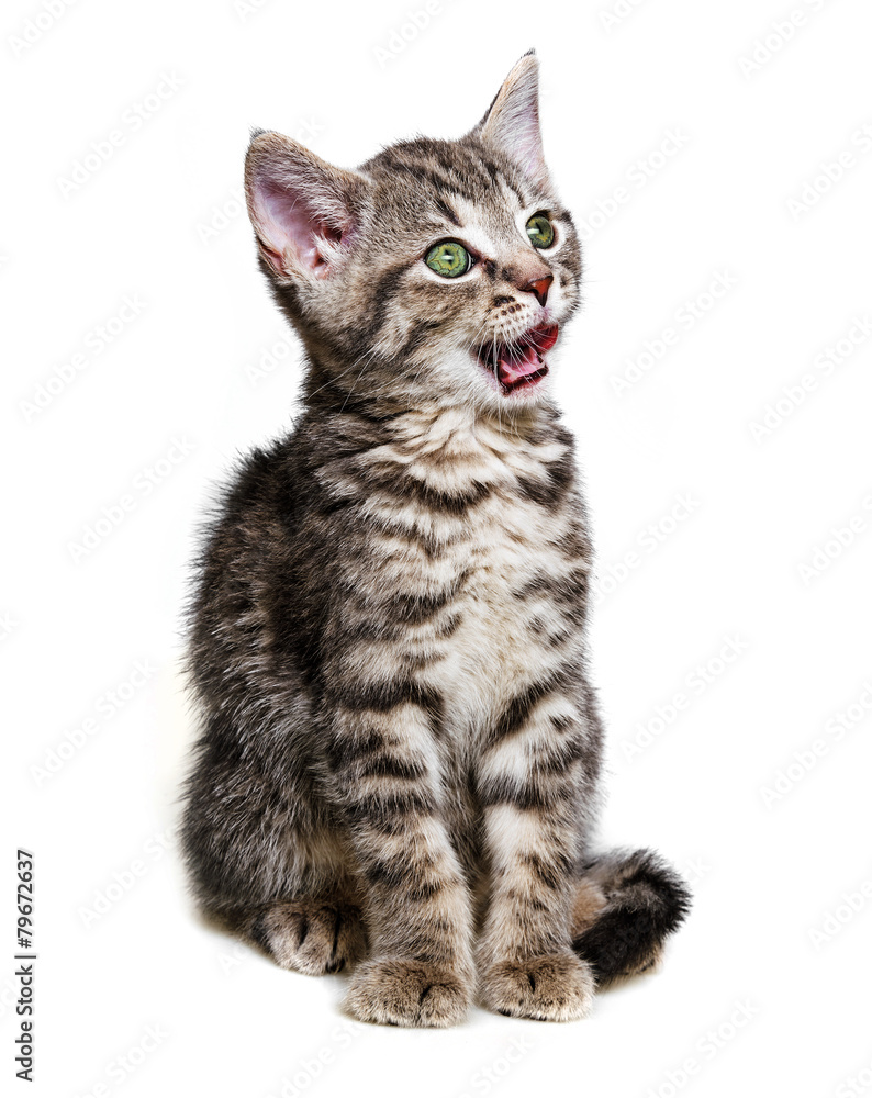 little kitten isolated on a white background