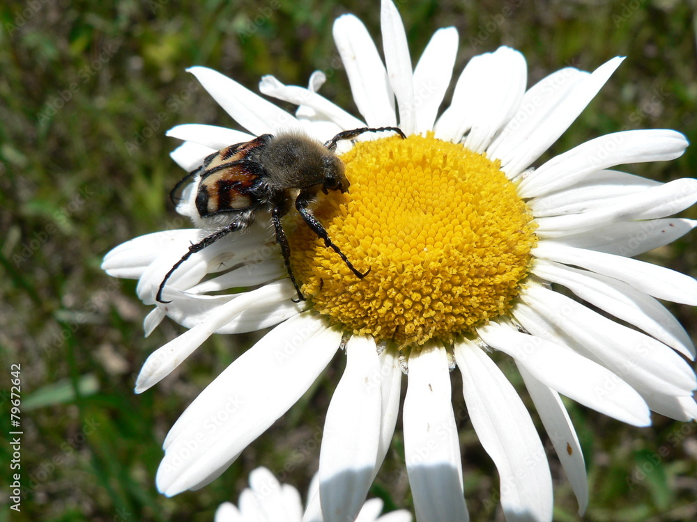 Fototapeta premium Ромашка моя