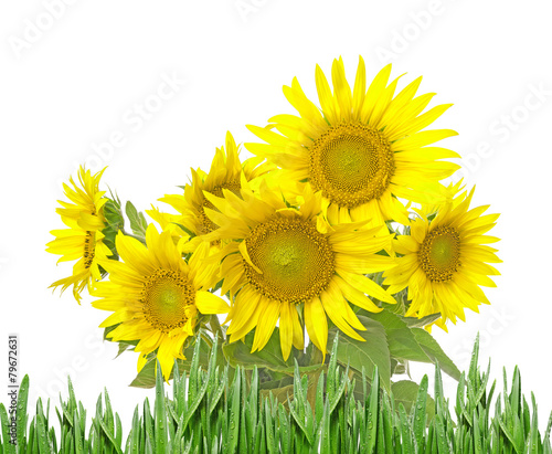 bunch of sunflowers isolated