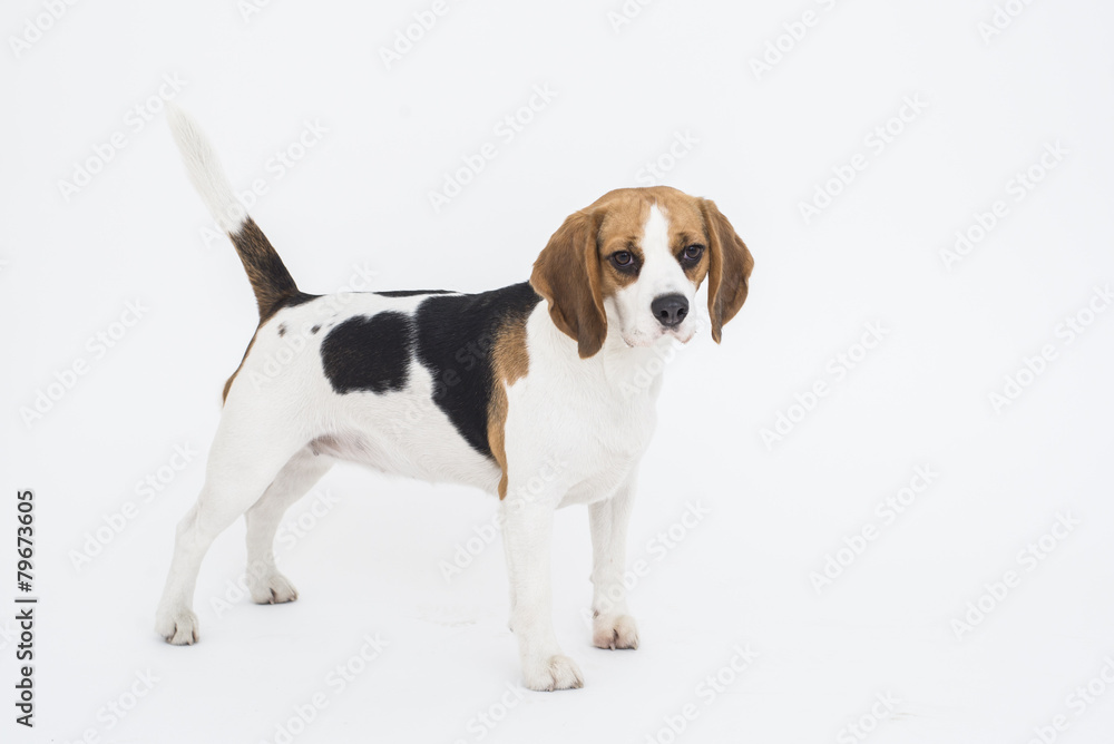 Beagle dog standing isolated on white