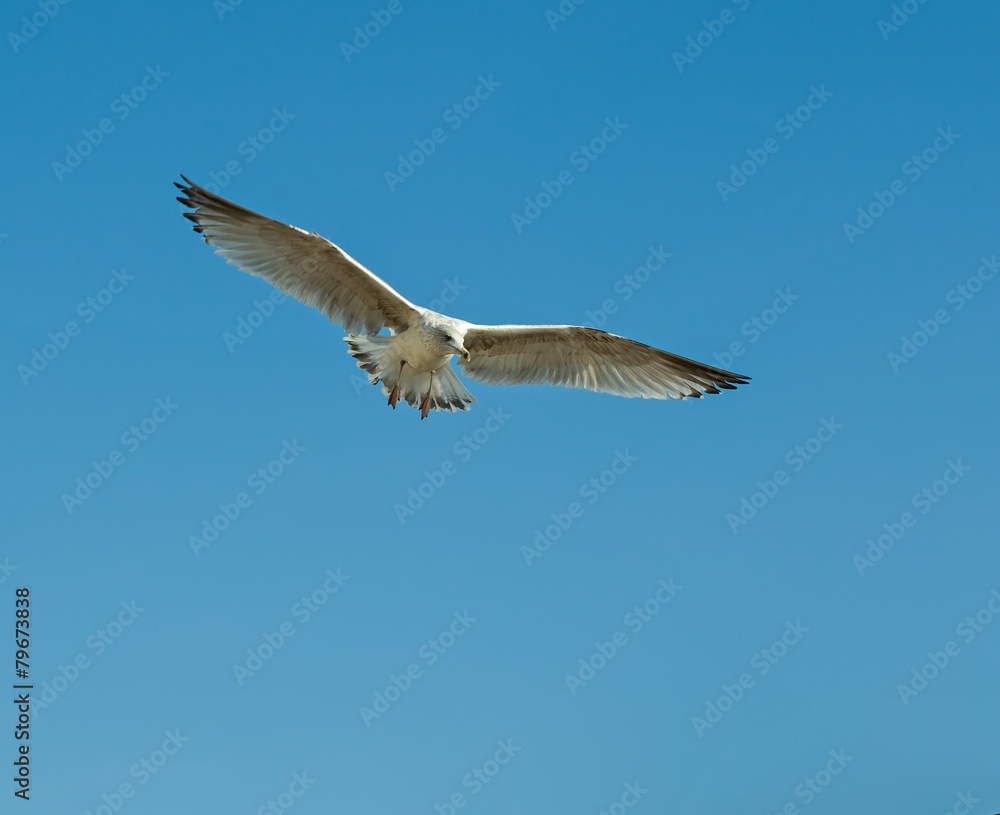 Obraz premium Herring Gull