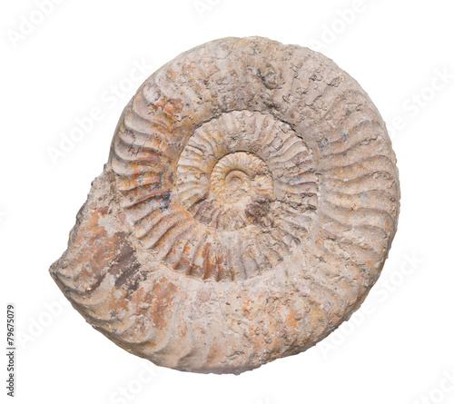 Fossil Ammonite isolate background with clipping path