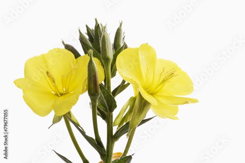 Nachtkerze, Oenothera photo