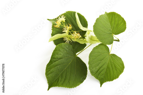 Lindenblüten und Blätter der Sommerlinde (Tilia platyphyllos)
